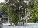 久麻加夫都阿良加志比古神社境内にある御神木の大木