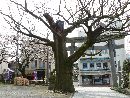 羽咋神社の境内にある長い歴史を見つめてきたケヤキの大木