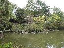 前田利直と縁がある江沼神社庭園のひさご池越に見る社殿