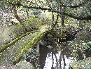 江沼神社庭園中島に架かる八ッ橋
