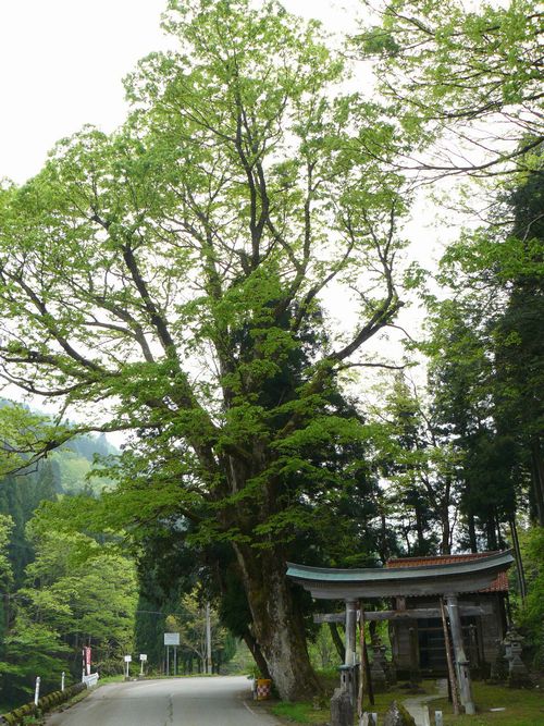 �R������E�g���_��