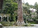 前田利明と縁がある菅生石部神社境内にある御神木