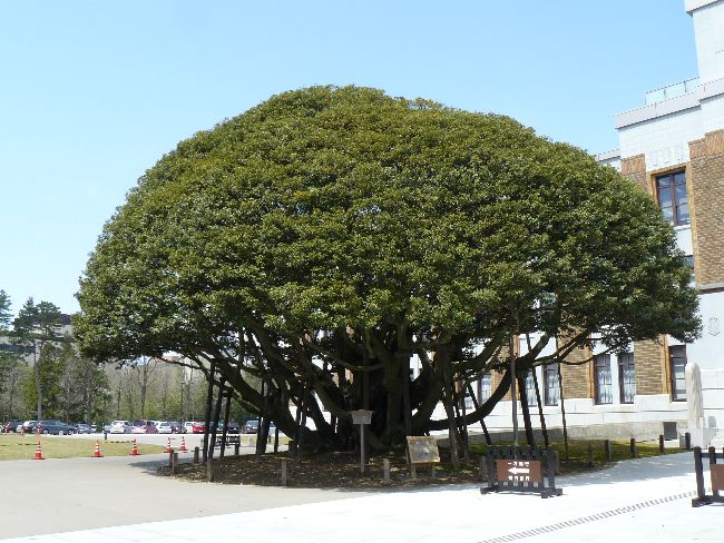 ���ΐ쌧����