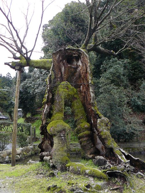 ���_�V�c�c�q����n����