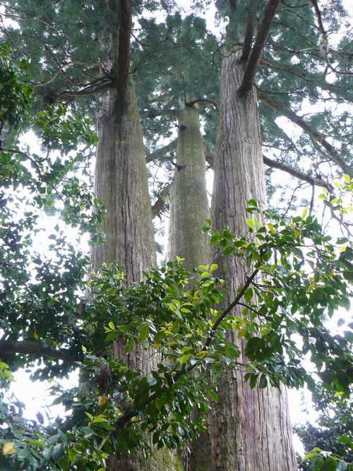 �R������E�����_�Ђ̎O����