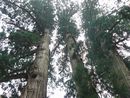 栢野の大杉を見上げたアングルから撮影した画像